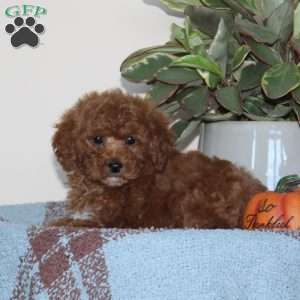 Ginger, Cavapoo Puppy